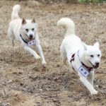 
              A pair of dogs, Gomi, left, and Songgang, are unveiled at a park in Gwangju, South Korea, Monday, Dec. 12, 2022. The dogs gifted by North Korean leader Kim Jong Un four years ago ended up being resettled at a zoo in South Korea following a dispute over who should finance the caring of the animals. (Chun Jung-in/Yonhap via AP)
            