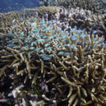 
              FILE - A school of fish swims above corals on Moore Reef in Gunggandji Sea Country off the coast of Queensland in eastern Australia on Nov. 13, 2022. After a historic biodiversity agreement was reached, countries now face pressure to deliver on the promises. The most significant part of the global biodiversity framework is a commitment to protect 30% of land and water considered important for biodiversity by 2030.  (AP Photo/Sam McNeil, File)
            