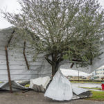 
              A piece of a building is wrapped around a tree where a tornado was reported to pass along Mickey Gilley Boulevard near Fairmont Parkway, Tuesday, Jan. 24, 2023, in Pasadena, Texas. (Mark Mulligan/Houston Chronicle via AP)
            