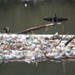 
              Birds are seen resting on branches next to tons of waste floating on Lim river near Priboj, Serbia, Monday, Jan. 30, 2023. Plastic bottles, wooden planks, rusty barrels and other garbage dumped in poorly regulated riverside landfills or directly into the rivers accumulated during high water season, behind a trash barrier in the Lim river in southwestern Serbia. (AP Photo/Armin Durgut)
            