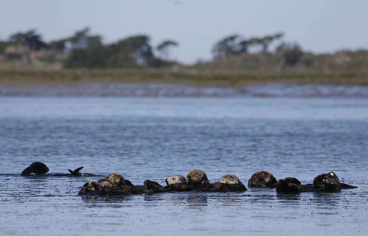 FILE - Sea otters are seen together along the Elkhorn Slough in Moss Landing, Calif., on March 26, ...