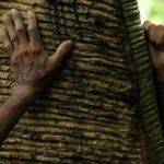 
              Rubber tappers Raimundo Mendes de Barros, left, and his son Rogerio Mendes place their hands on a rubber tree in the Chico Mendes Extractive Reserve, Acre state, Brazil, Wednesday, Dec. 7, 2022. Veja, an expensive global sneaker brand, is producing sneaker soles made of native Brazilian Amazon rubber in collaboration with local rubber tappers cooperatives. The project has reenergized production of a sustainable forest product and improved the standard of living for hundreds of rural families of rubber tappers. (AP Photo/Eraldo Peres)
            