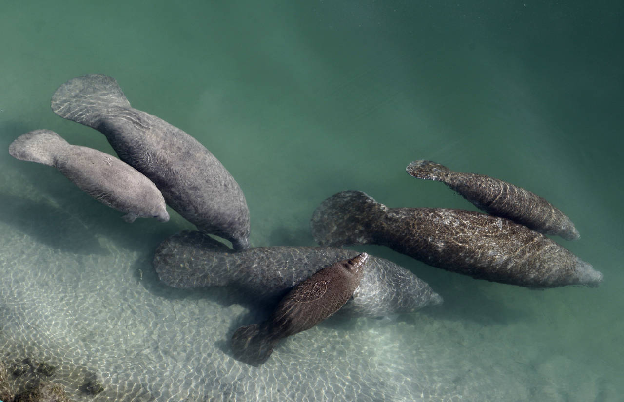 FILE - A group of manatees are pictured in a canal where discharge from a nearby Florida Power & Li...