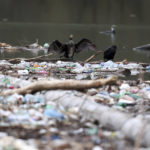 
              Birds are seen resting on top of tons of waste floating on Lim river near Priboj, Serbia, Monday, Jan. 30, 2023. Plastic bottles, wooden planks, rusty barrels and other garbage dumped in poorly regulated riverside landfills or directly into the rivers accumulated during high water season, behind a trash barrier in the Lim river in southwestern Serbia. (AP Photo/Armin Durgut)
            