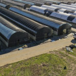 
              In this photo taken by a drone, police tape cover structures at the California Terra Garden, formerly Mountain Mushroom Farm, in Half Moon Bay, Calif., Thursday, Jan. 26, 2023. Police have charged 66-year-old Chunli Zhao, who was a worker at California Terra Garden, with seven counts of murder, one count of attempted murder and other felony charges in connection with the shootings. A court appearance for Zhao was postponed until Feb. 16. (Santiago Mejia/San Francisco Chronicle via AP)
            