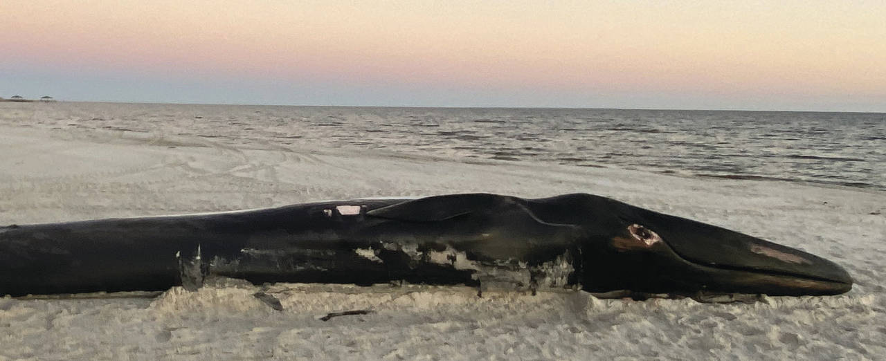 A dead Finback whale lies on the sand after being brought to shore at the Mississippi Gulf Coast be...