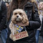 
              Helena Coric's dog Luka wears an abortion rights sign during the Women's March, which largely focused on abortion rights, in Washington, Sunday, Jan. 22, 2023. (AP Photo/Amanda Andrade-Rhoades)
            