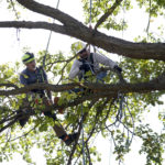 
              Journeyman trimmer and instructor Jeffrey Gunnells, left, gives direction to Dennis Galloway at the DTE Energy Tree Trim Academy in Detroit, Thursday, Oct. 13, 2022. DTE Energy partnered with IBEW Local 17, the city of Detroit and nonprofits to recruit residents from the city and surrounding communities to enroll in its Tree Trim Academy to train local residents on line clearing. (AP Photo/Paul Sancya)
            