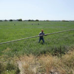 
              FILE - Walter Fernandez moves irrigation pipes on an alfalfa field belonging to Al Medvitz in Rio Vista, Calif., July 25, 2022. California has experienced a devastating, multi-year drought that’s depleted reservoirs, forced officials to plead with residents to conserve water and constrained supplies to vital farmland. (AP Photo/Rich Pedroncelli, File)
            