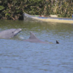 
              In this 2018 photo provided by Oregon State University, a group of dolphins swims towards fishers at the Tubarão river, in Brazil. In the seaside city of Laguna, Brazil, scientists have, for the first time, used drones, underwater sound recordings and other tools to document how people and dolphins coordinate actions and benefit from each other’s labor. The research was published Monday, Jan. 30, 2023, in the Proceedings of the National Academy of Sciences. (Alexandre Machado/Universidade Federal de Santa Catarina via AP)
            