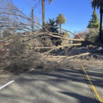 
              A fallen tree blocks the street next to Fort Sutter Medical Complex in Sacramento, Calif., on Sunday, Jan. 1, 2023. California was drying out and digging out on New Year's Day after a powerful storm brought drenching rain or heavy snowfall to much of the state, snarling traffic and closing highways. (AP Photo/Sophie Austin)
            