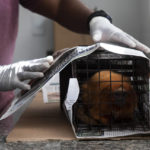 
              Research assistant Ademilson de Oliveira wraps sheets of newspapers around a cage holding a golden lion tamarin as a way of reducing stress for the animal, before it is vaccinated against yellow fever in a lab run by the nonprofit Golden Lion Tamarin Association, in the Atlantic Forest region of Silva Jardim, Rio de Janeiro state, Brazil, Monday, July 11, 2022. While authorities elsewhere have inoculated animals to safeguard human health, it's still very rare for scientists to administer vaccine injections to directly protect an endangered species. (AP Photo/Bruna Prado)
            