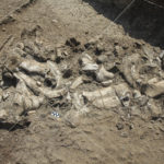 
              This photo provided by the Homa Peninsula Paleoanthropology Project shows a fossil hippo skeleton and associated Oldowan artifacts at the Nyayanga site in southwestern Kenya in July 2016. Archaeologists in Kenya have dug up some of the oldest stone tools ever found, dating back to around 2.9 million years ago, but who used them is a mystery, according to a  study published Thursday, Feb. 9, 2023, in the journal Science. (T.W. Plummer/Homa Peninsula Paleoanthropology Project via AP)
            