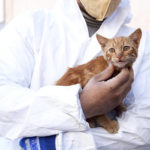 
              A rescue worker holds a young cat pulled out from a collapsed building in Kahramanmaras, Turkey, Thursday, Feb. 16, 2023. More than 39,000 people have died in Turkey as a result of last week's earthquake, making it the deadliest such disaster since the country's founding 100 years ago. While the death toll is almost certain to rise even further, many of the tens of thousands of survivors left homeless were still struggling to meet basic needs, like finding shelter from the bitter cold. (Ismail Coskun/IHA via AP
            