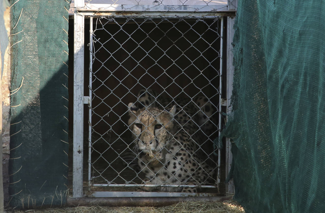 FILE - A cheetah lies inside a transport cage before traveling to India, at the Cheetah Conservatio...