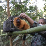 
              Field coordinator Andréia Martins releases a golden lion tamarin after it was inoculated against yellow fever, in the Atlantic Forest region of Silva Jardim, Rio de Janeiro state, Brazil, Tuesday, July 12, 2022. The longtime biologist for the nonprofit Golden Lion Tamarin Association can spot the tiny shimmer of golden fur among a green canopy and recognize more than 18 distinct vocalizations – from the specific calls of alpha males to their mates, to varying sounds to alert young monkeys to different types of food and predators. (AP Photo/Bruna Prado)
            