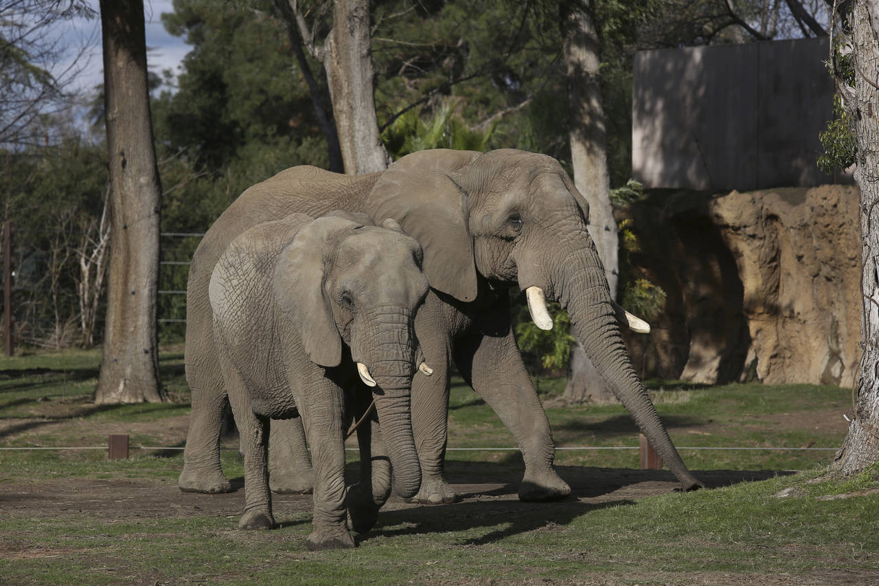 Mabhulane (Mabu), right, walks with his female companion in their open roaming area of the Fresno C...