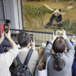 
              Visitors hold up smartphone to film Giant panda Xiang Xiang seen at a cage during her last viewing day at Ueno Zoo, before she returns to China for good, Sunday, Feb. 19, 2023 in Tokyo, Japan. Xiang Xiang, who was born six years ago, is the first giant panda to be born and raised naturally at the zoo and is being sent back to China for breeding purposes.  (Masanori Takei/Kyodo News via AP)
            