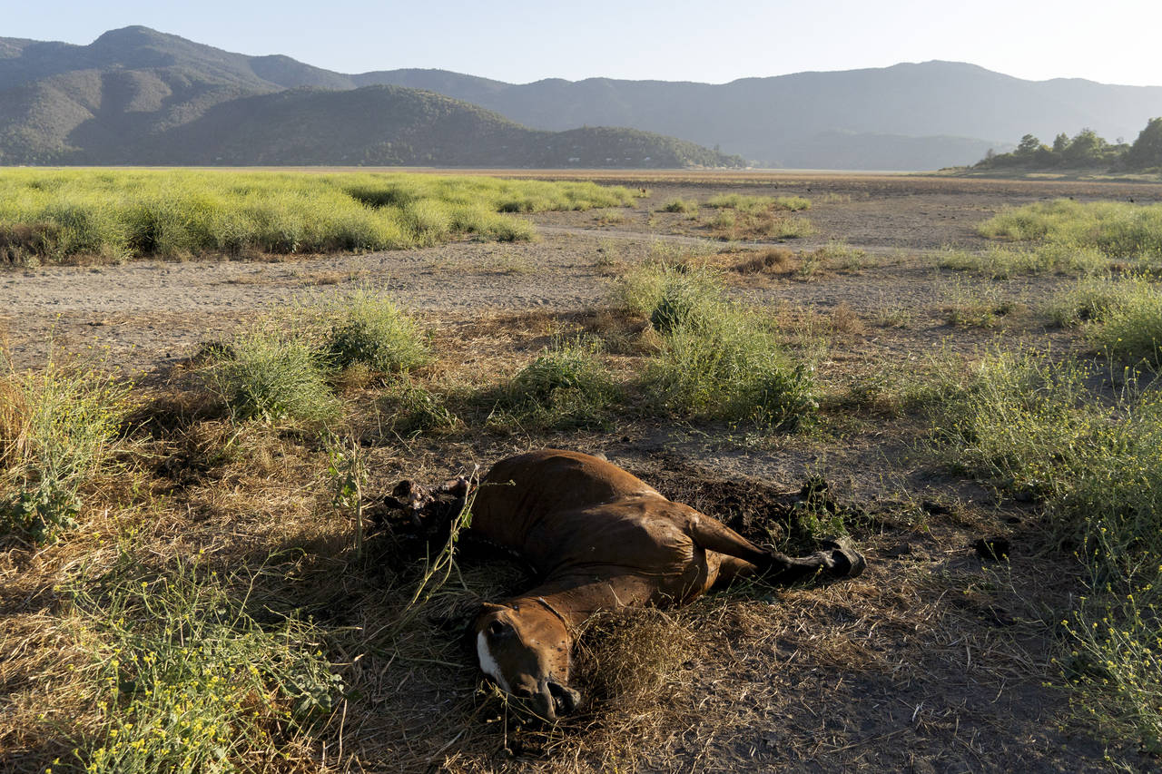 FILE - A dead horse lies on the dried lakebed of the Aculeo Lagoon during a drought in Paine, Chile...