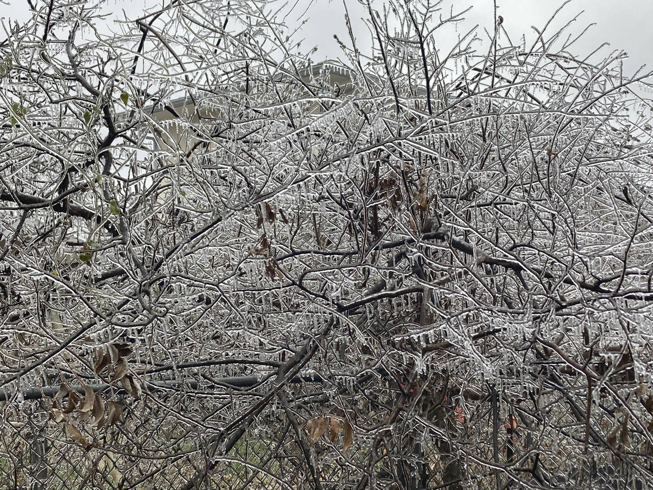 Ice coats trees at an Austin, Texas, home, Wednesday, Feb. 1, 2023. A storm knocked out power for a...