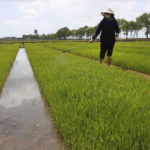 
              FILE - Farmers manage rice seedlings at the Namsa Co-op Farm of Rangnang District in Pyongyang, North Korea, on May 25, 2021. North Korea has scheduled a major political conference Feb. 2023, to discuss the “urgent task” of improving its agricultural sector, a possible sign that the country’s food insecurity is getting worse as its economic isolation deepens amid a defiant nuclear weapons push.  (AP Photo/Cha Song Ho, File)
            