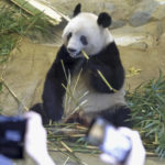 
              Giant panda Xiang Xiang is seen at a cage during her last viewing day at Ueno Zoo, before she returns to China for good, Sunday, Feb. 19, 2023 in Tokyo, Japan. Xiang Xiang, who was born six years ago, is the first giant panda to be born and raised naturally at the zoo and is being sent back to China for breeding purposes.  (Masanori Takei/Kyodo News via AP)
            