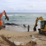 
              In this photo released by the Hawaii Department of Land and Natural Resources, a pair of excavators makes numerous attempts to free a whale from the shoreline and move it onto Lydgate Beach in Kauai County, Hawaii on Saturday, Jan. 28, 2023. Scientists suspect the large sperm whale that washed ashore in Hawaii over the weekend may have died from an intestinal blockage because it ate large volumes of plastic, fishing nets, and other marine debris. (Daniel Dennison/Hawaii Department of Land and Natural Resources via AP)
            