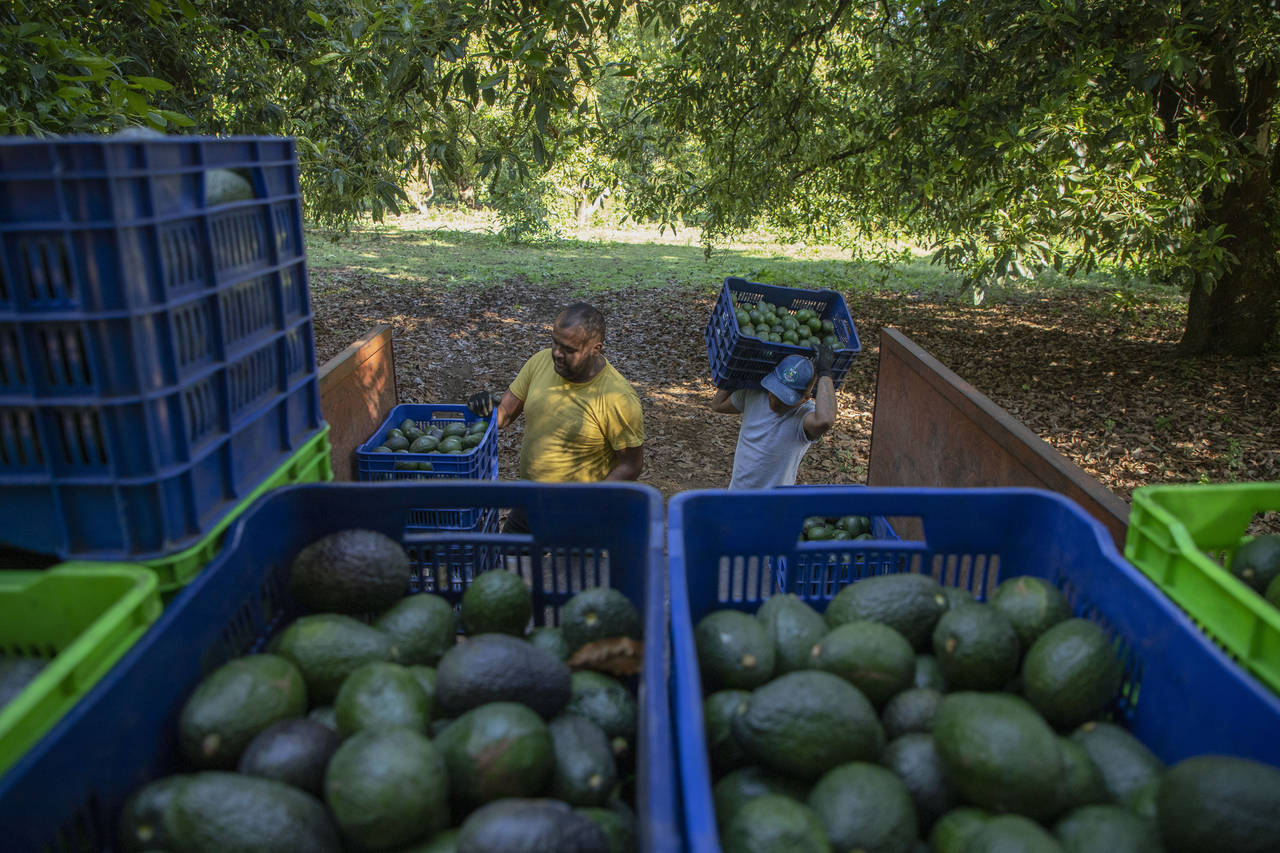 Men harvest avocados at an orchard in Santa Ana Zirosto, Michoacan state, Mexico, Thursday, Jan. 26...