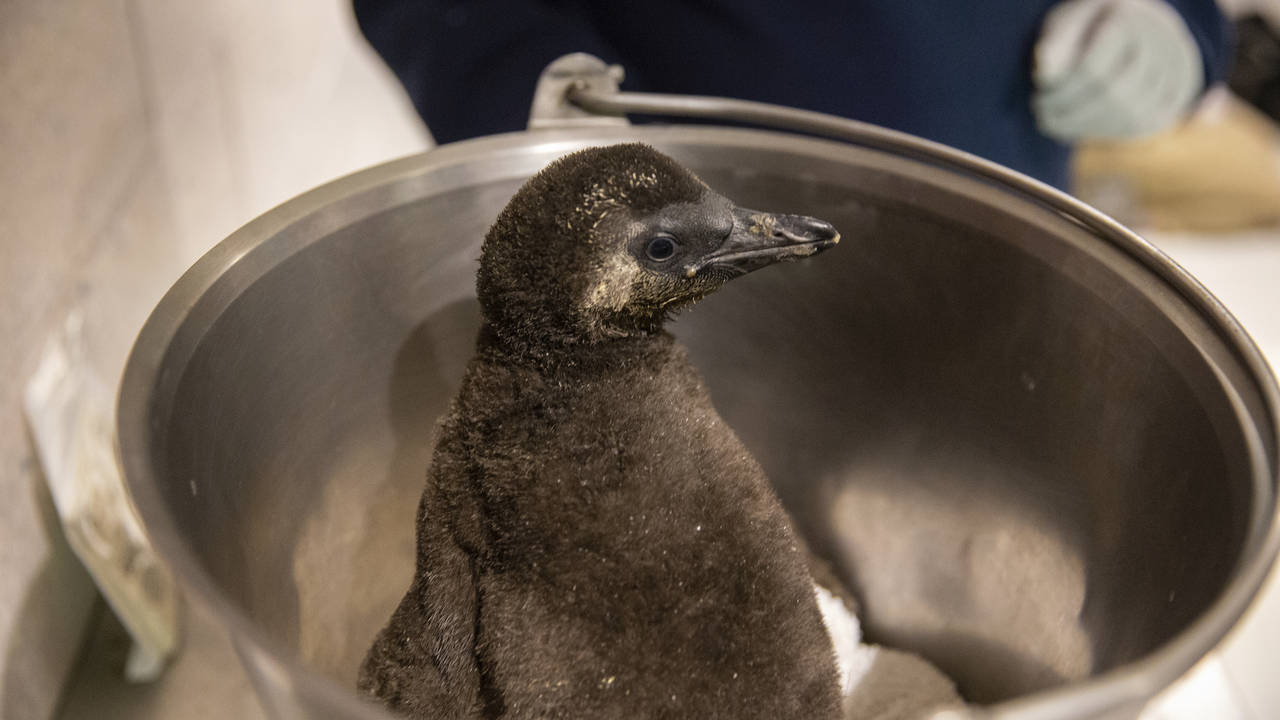 In this photo provided by OdySea Aquarium, veterinarians examine penguin "43," one of the African p...
