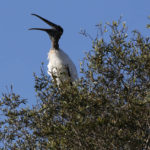
              FILE - A wood stork calls out from treetop on Oct. 29, 2019, near Fort Myers, Fla. The ungainly yet graceful wood stork, which was on the brink of extinction in 1984, has recovered sufficiently in Florida and other Southern states that U.S. wildlife officials on Tuesday, Feb. 14, 2023, proposed removing the wading bird from the endangered species list. (AP Photo/Robert F. Bukaty, File)
            