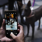 
              A man takes a photo of a Xoloitzcuintle breed dog named Pilon, during a press conference about the Xoloitzcuintle in art, in Mexico City, Wednesday, Jan. 25, 2023. (AP Photo/Marco Ugarte)
            