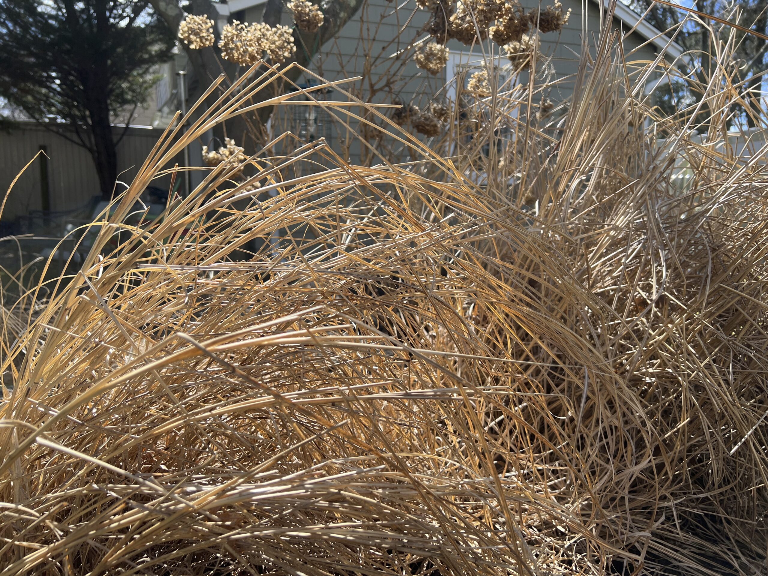 This March 15, 2023, photo provided by Jessica Damiano shows ornamental grasses left standing in he...