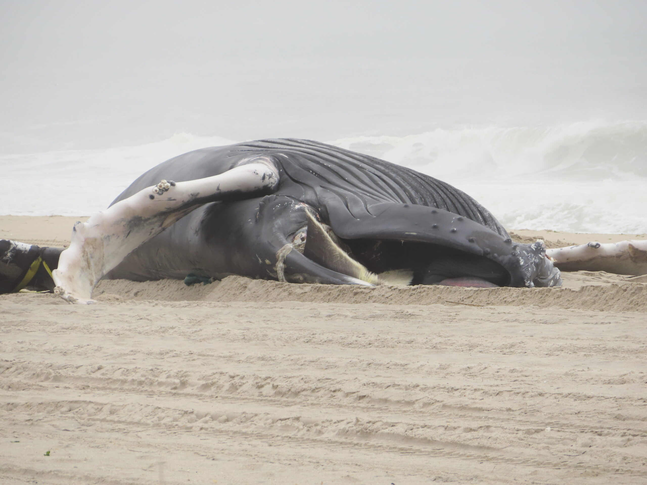 A dead humpback whale lies on the beach in Seaside Park, N.J., on March 2, 2023. Republican Congres...