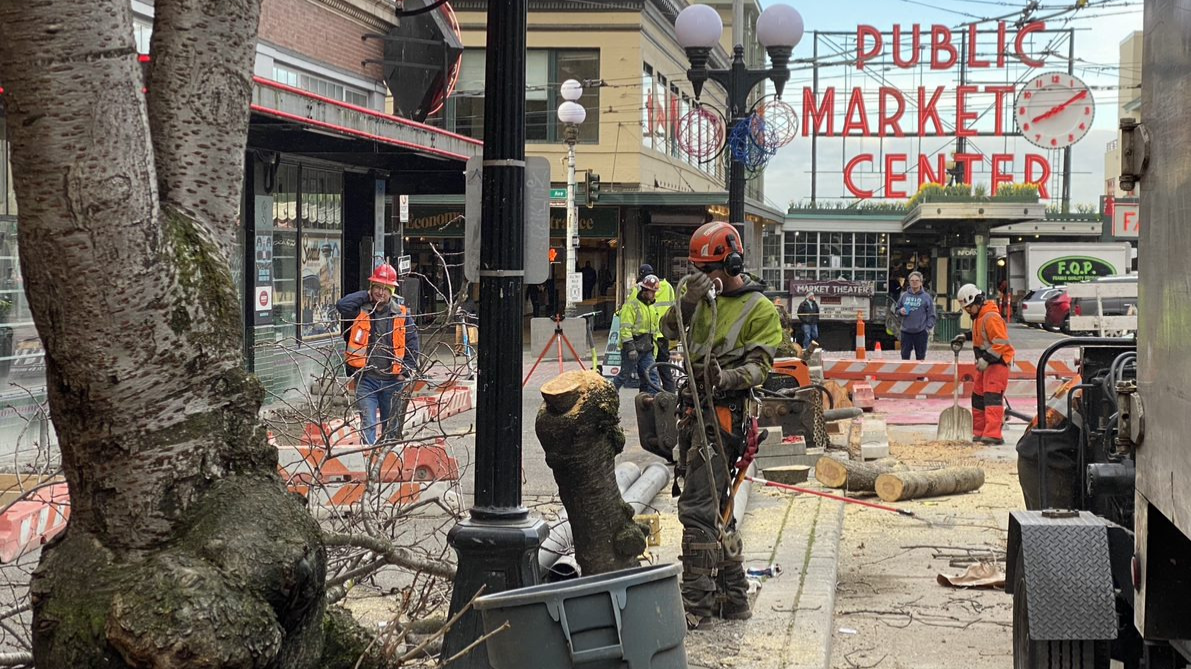 The Iconic Decades-Old Pike Place Market Cherry Trees Have Been