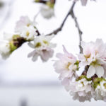 
              Cherry blossoms are visible along Hains Point in Washington, Monday, Feb. 27, 2023. (AP Photo/Andrew Harnik)
            