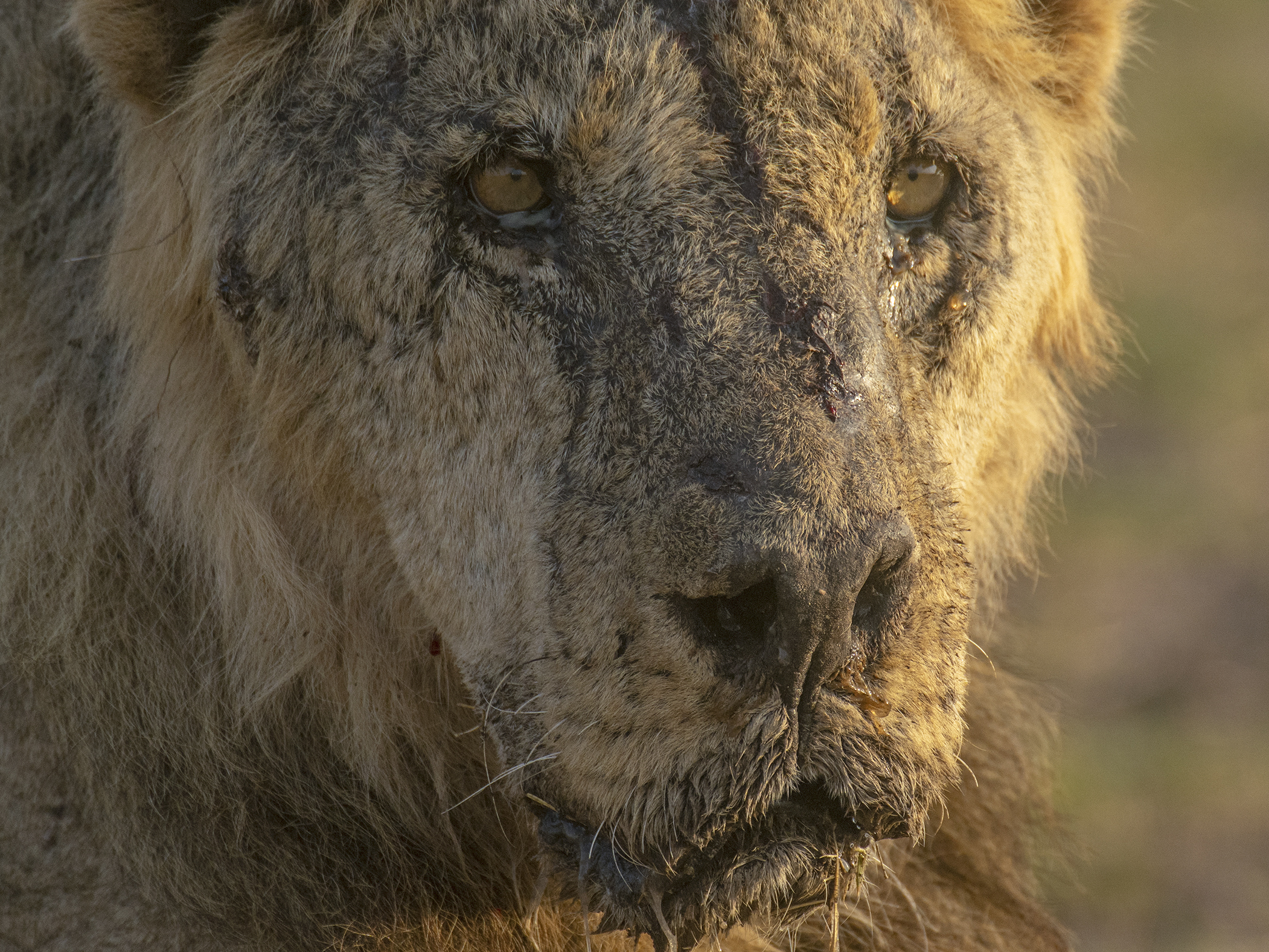 This photo provided by Lion Guardians shows the male lion named "Loonkiito" in Amboseli National Pa...
