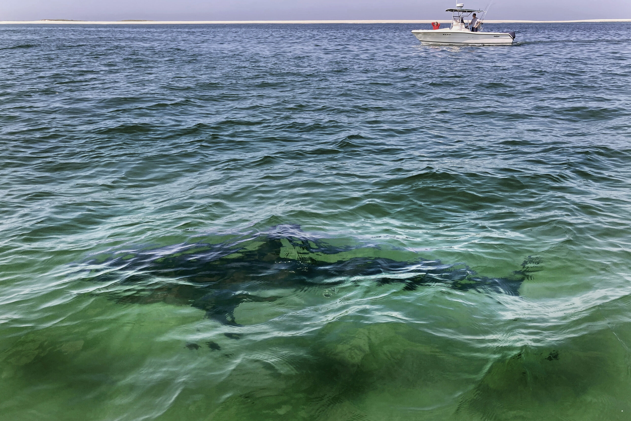 FILE - A white shark swims across a sand bar off the Massachusetts' coast of Cape Cod, Aug. 13, 202...