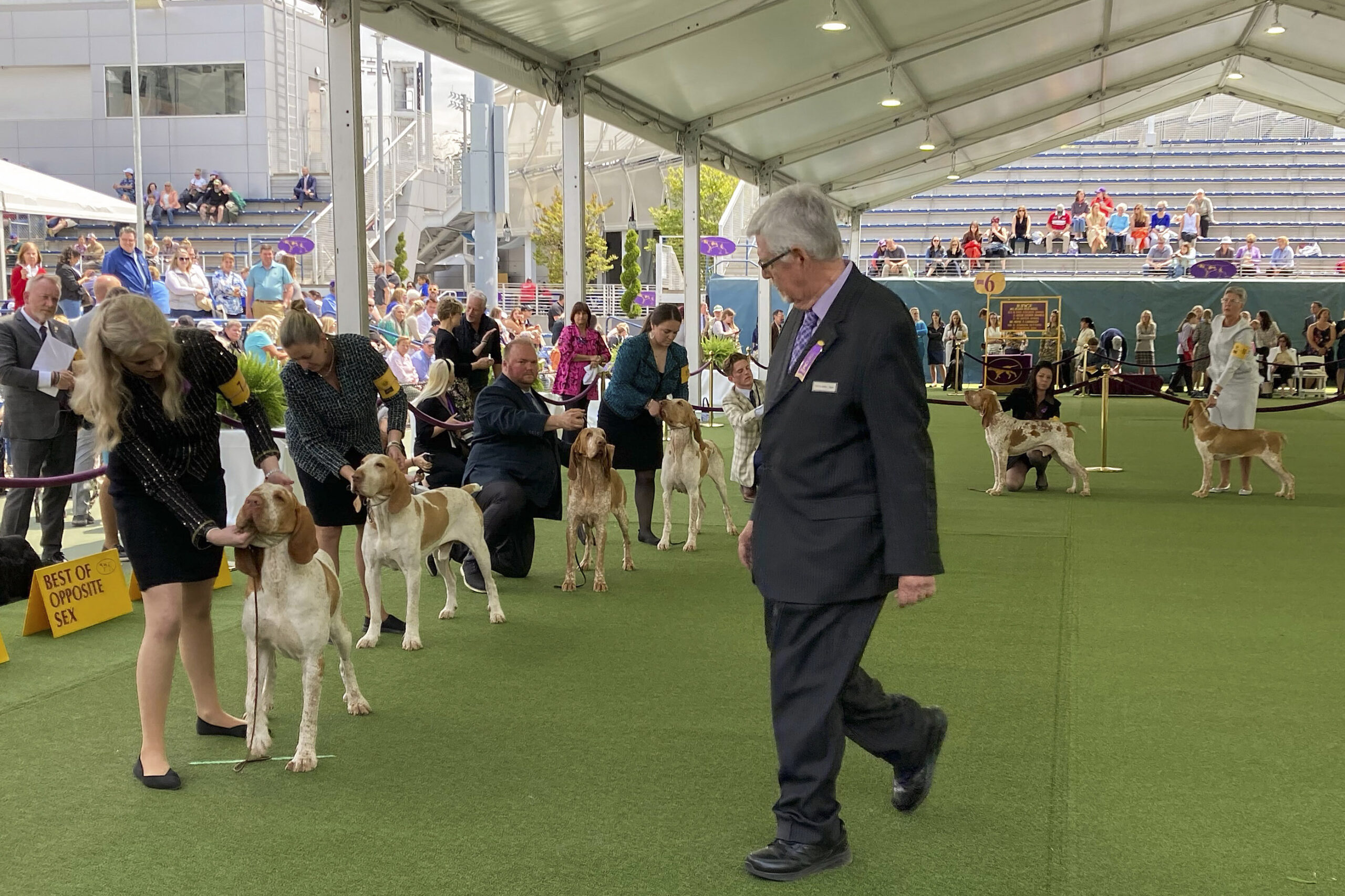 A judge examines dogs competing in the bracco Italiano breed during the breed's debut at the 147th ...