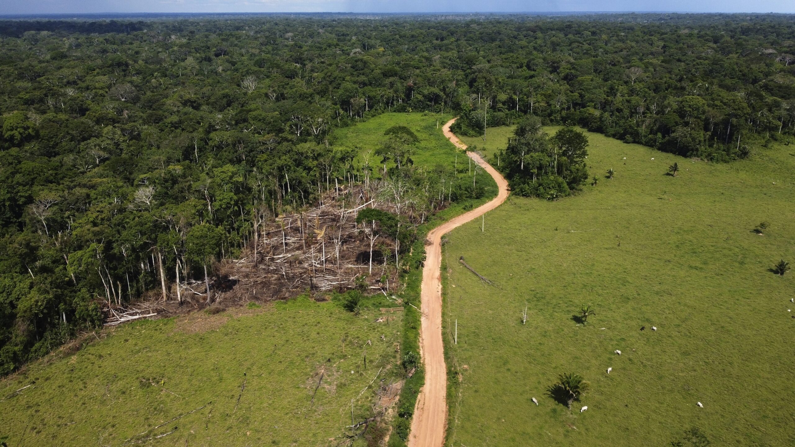 FILE - Cows roam an area recently deforested in the Chico Mendes Extractive Reserve, Acre state, Br...