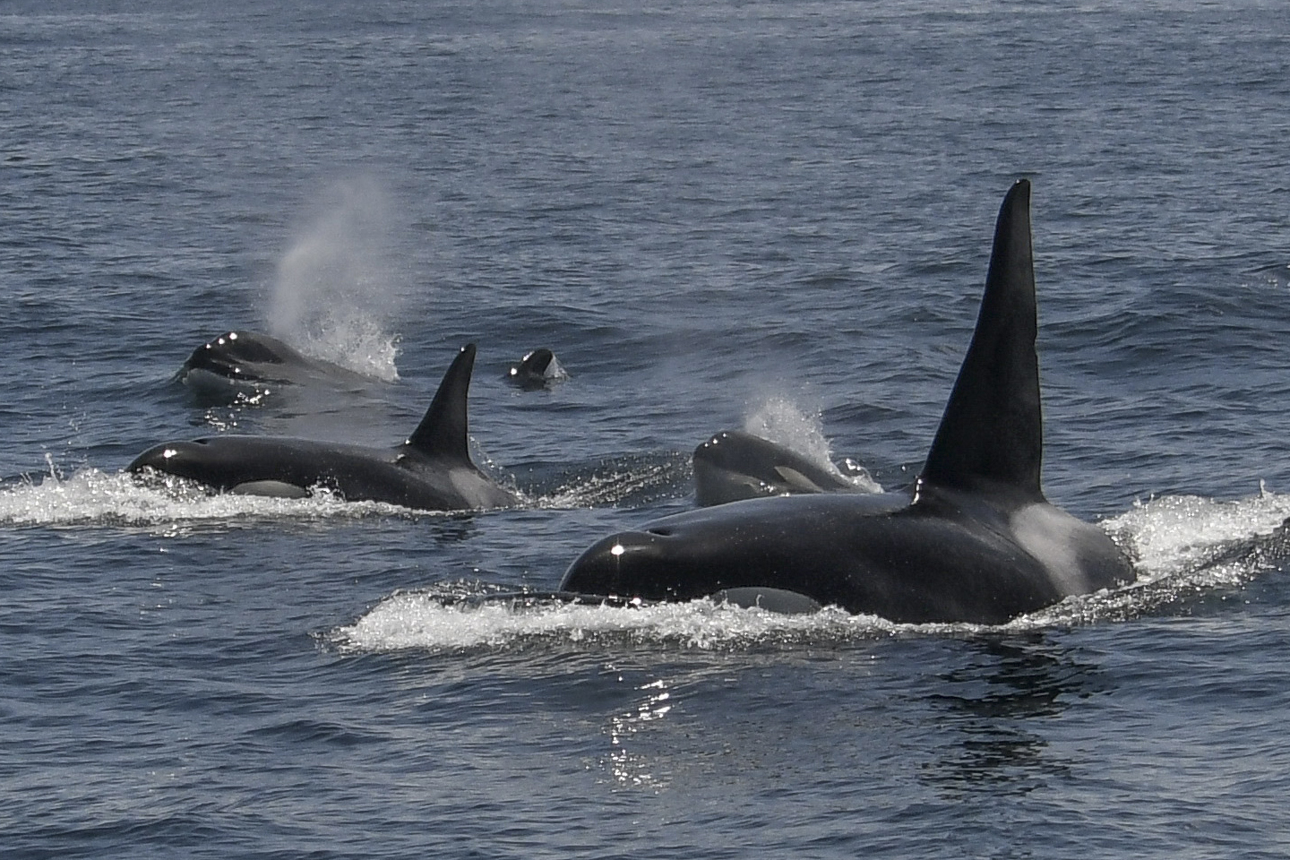 In this photo provided by Michael Pierson, an unusually large group of killer whales was spotted of...