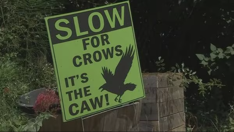 Seattle crows