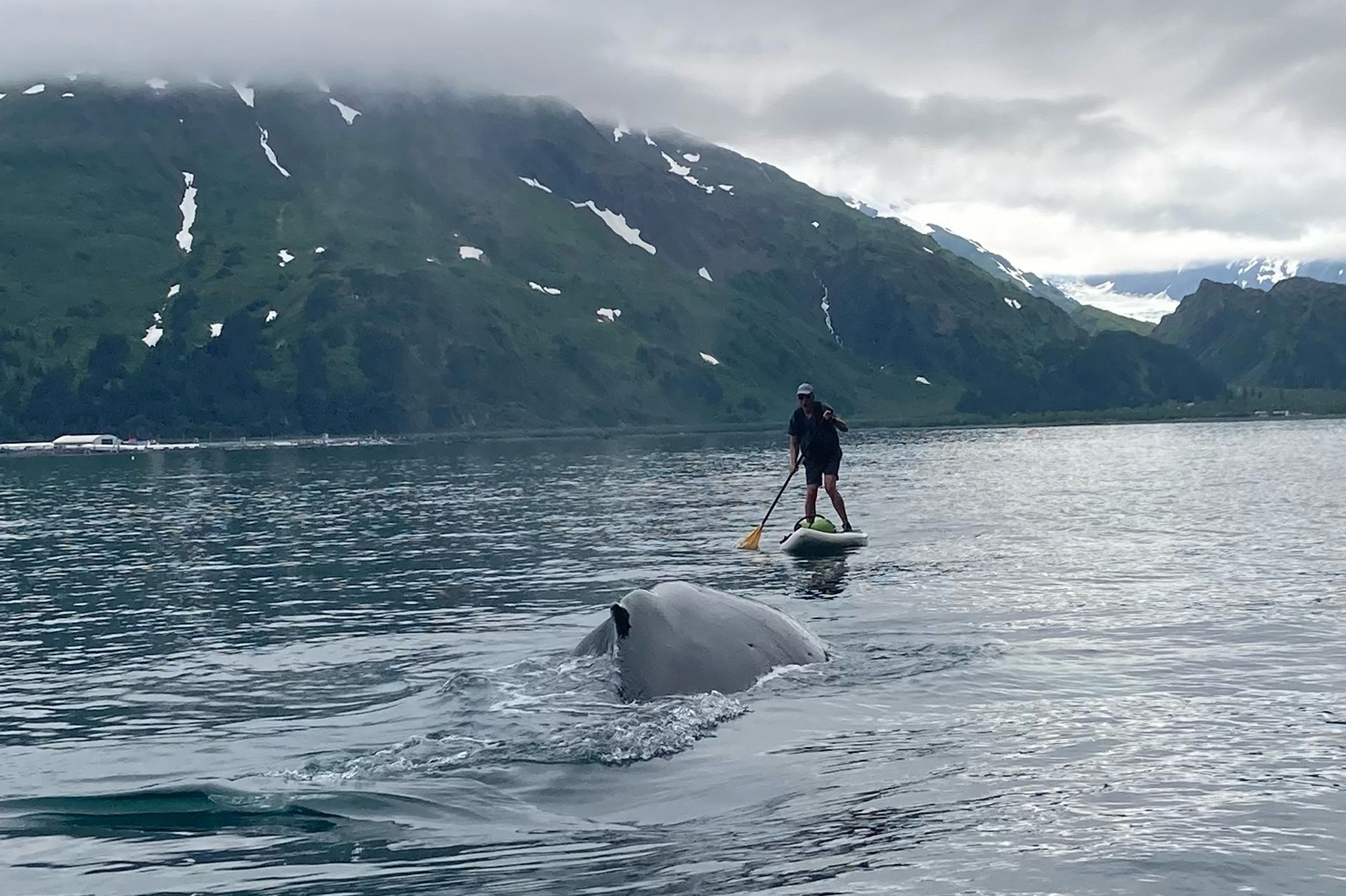 In this photo provided by Brian Williams, a whale approaches his father, Kevin Williams, while he w...