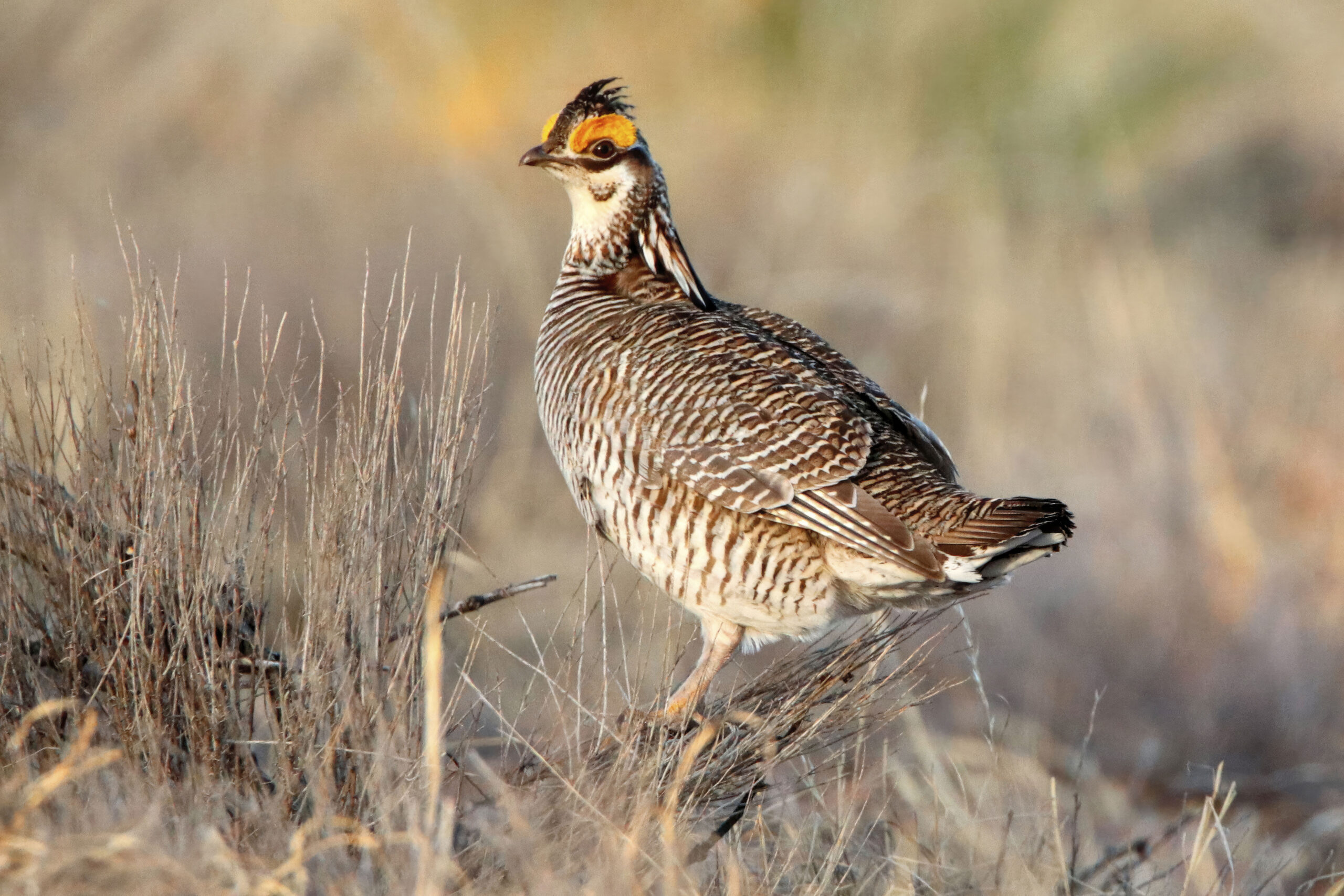 FILE - A lesser prairie chicken is seen amid the bird's annual mating ritual near Milnesand, N.M., ...