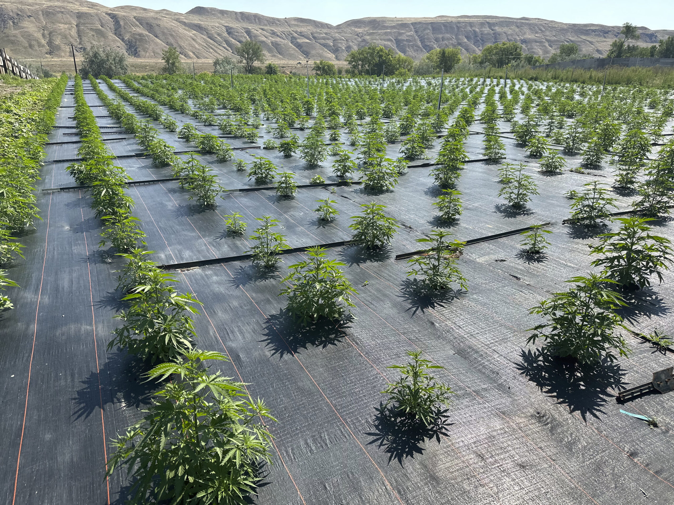 Landscape fabric covers the ground at a legal cannabis farm near Brewster, in north-central Washing...
