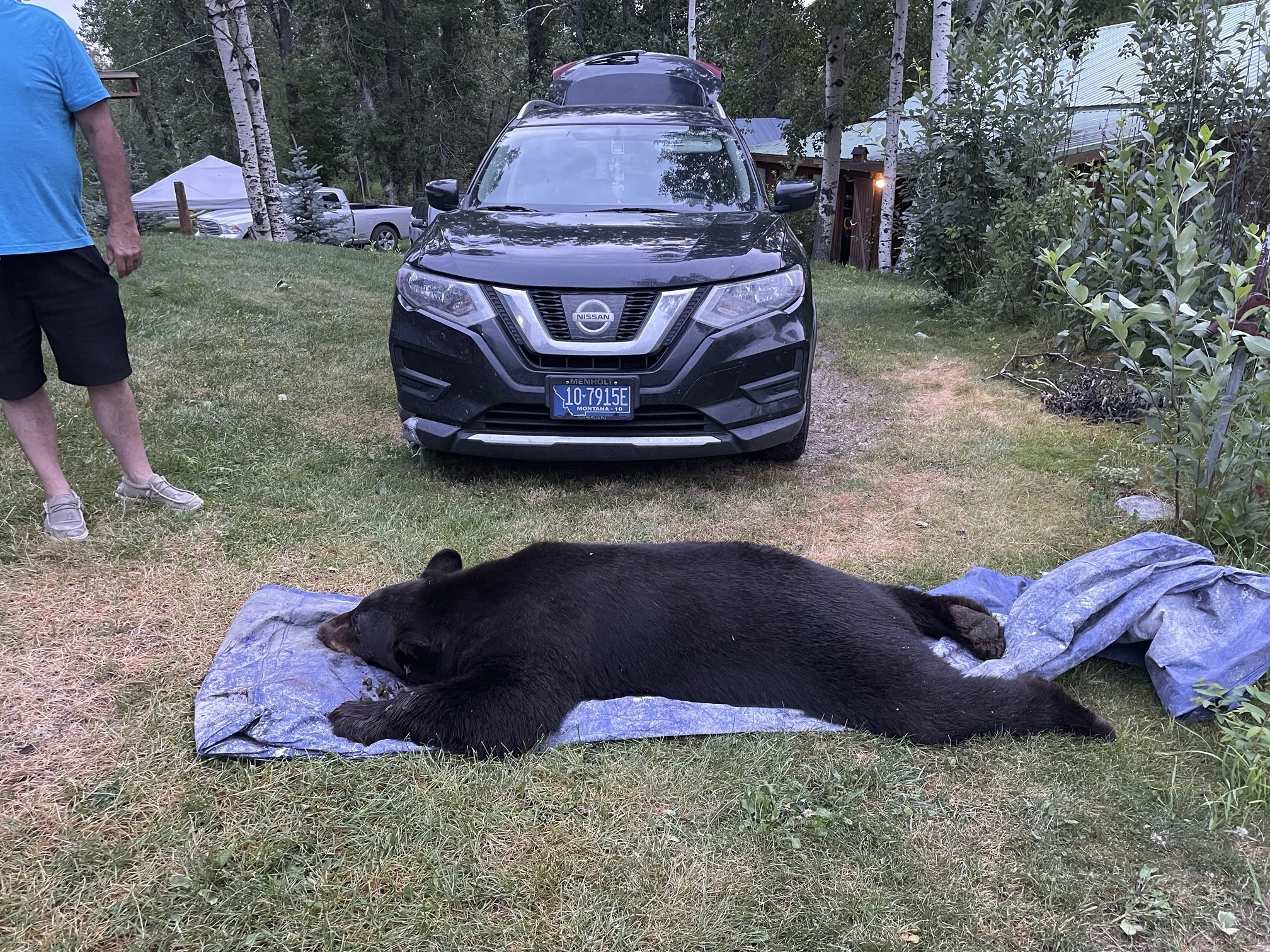 The body of black bear is seen after being dragged outside after being shot and killed when the it ...