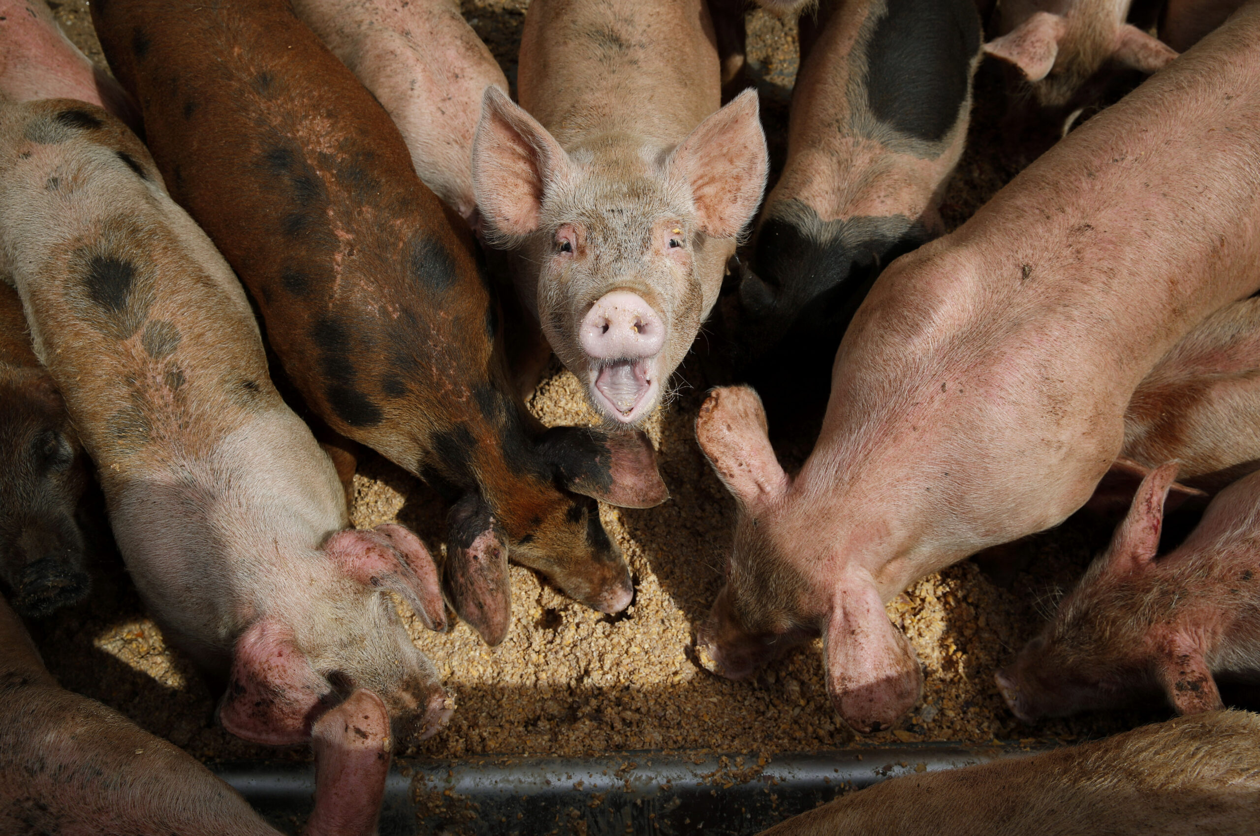 FILE - Pigs eat from a trough at the Las Vegas Livestock pig farm, April 2, 2019, in Las Vegas. On ...