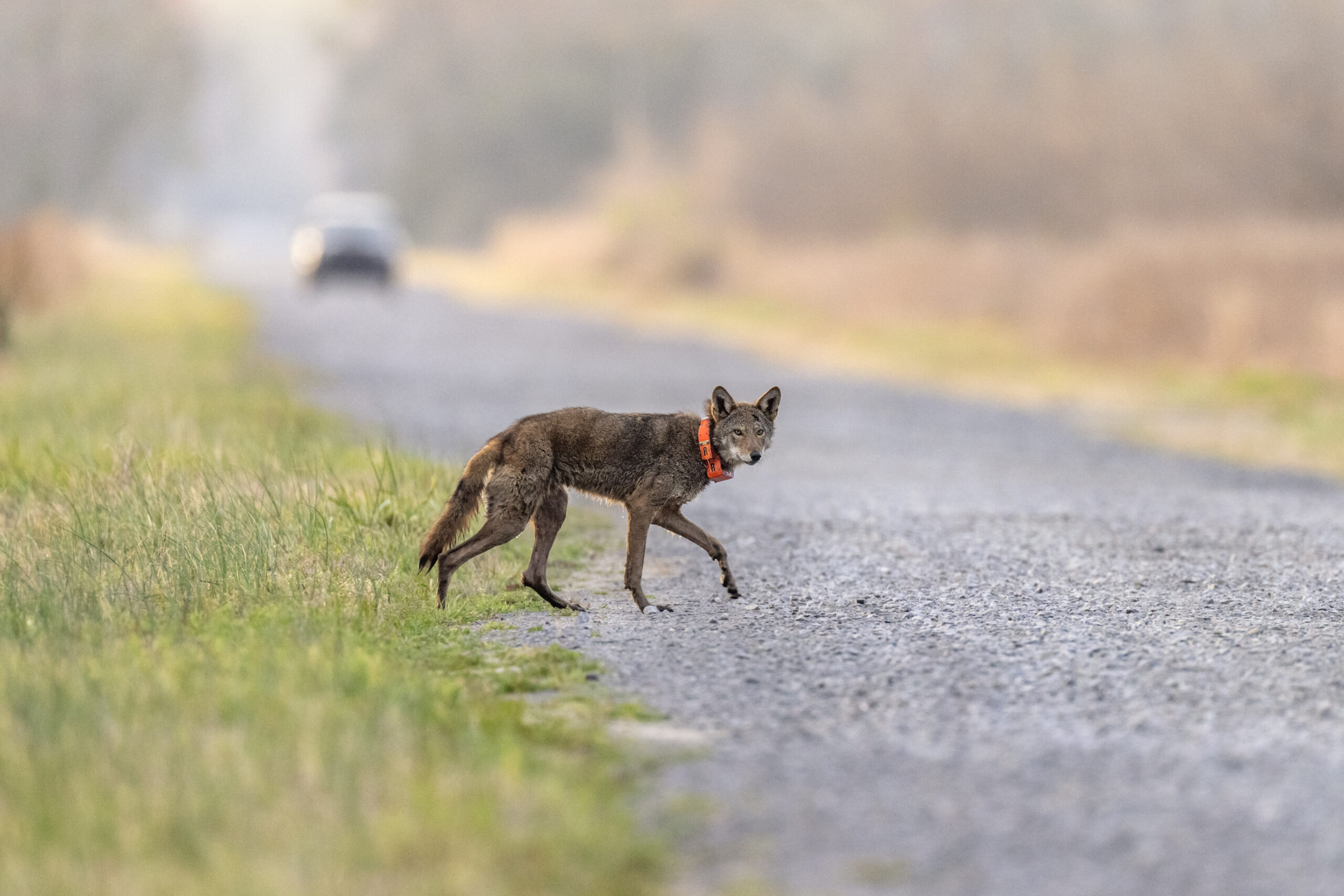 A red wolf crosses a road on the Alligator River National Wildlife Refuge, Thursday, March 23, 2023...