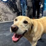 Seattle Mariners Adopt Tucker, A Rescue Dog, To Promote Awareness Of Pet  Adoption - DodoWell - The Dodo