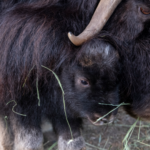 Image: Willow the muskox calf, left, stands next to her mother, Charlotte, while at Point Defiance Zoo & Aquarium in Tacoma. Willow was born in September 2023. 