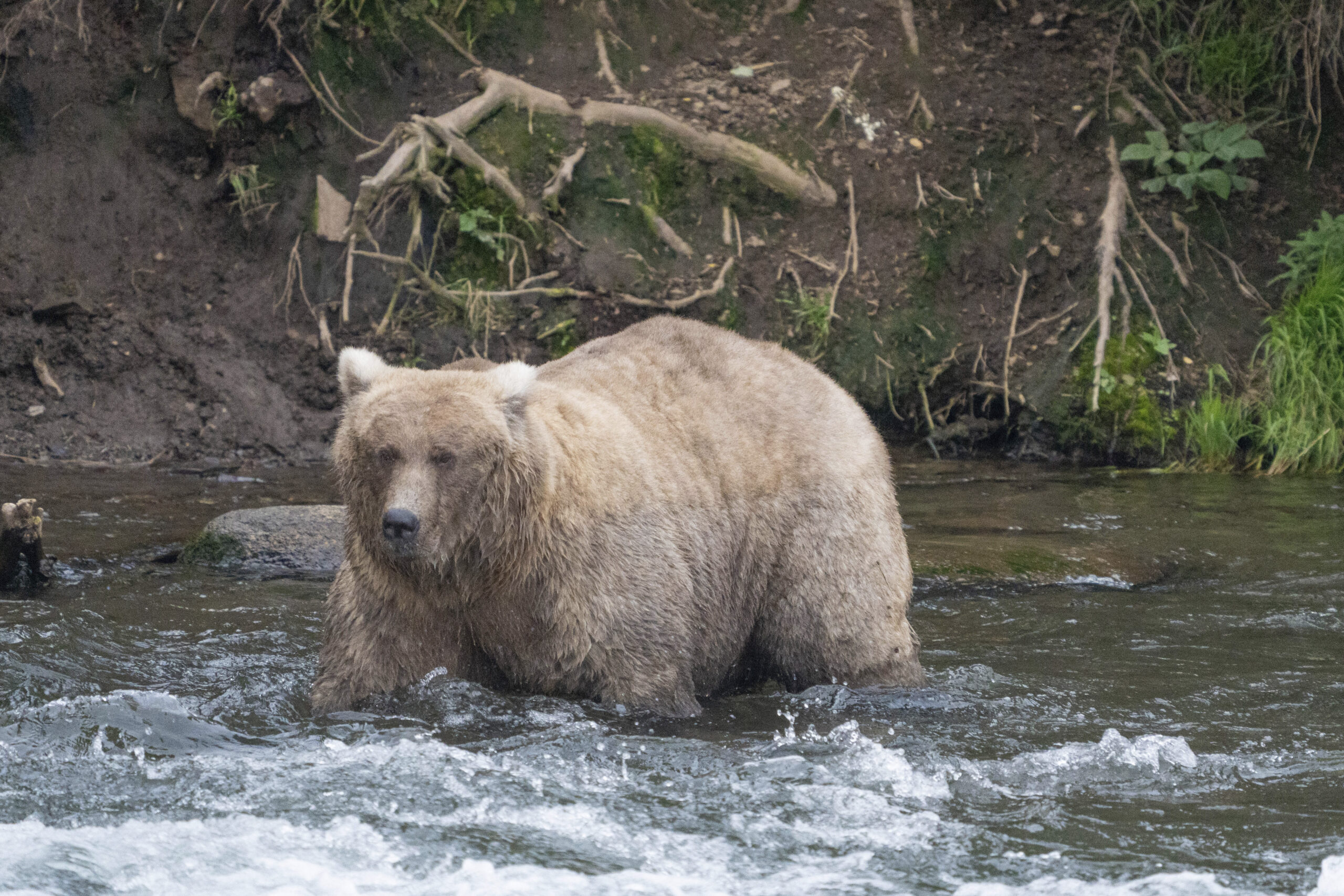 In this photo provided by the National Park Service is Grazer, the winner of the 2023 Fat Bear Cont...